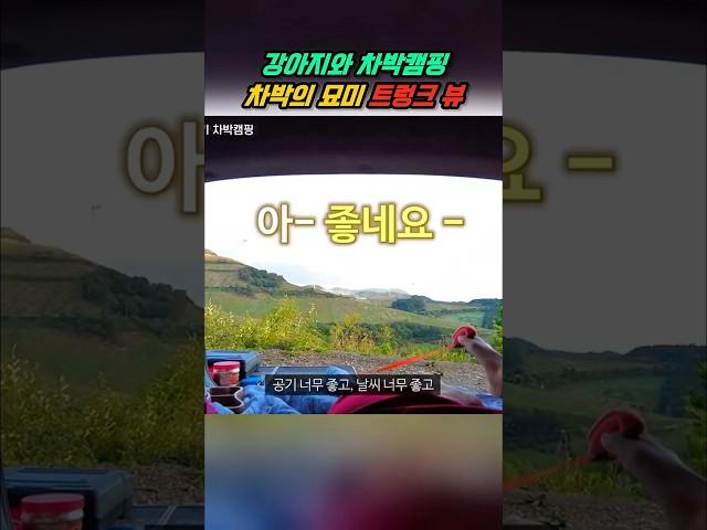 트렁크뷰의 묘미! 이래서 차박합니다 #캠핑 #차박 #shorts #트렁크뷰 #차박뷰 #차박생활 #차박여행