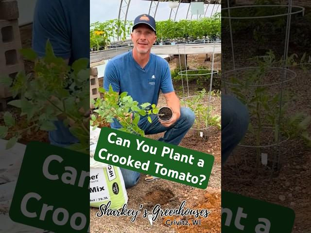 Can You Plant A Crooked Tomato?