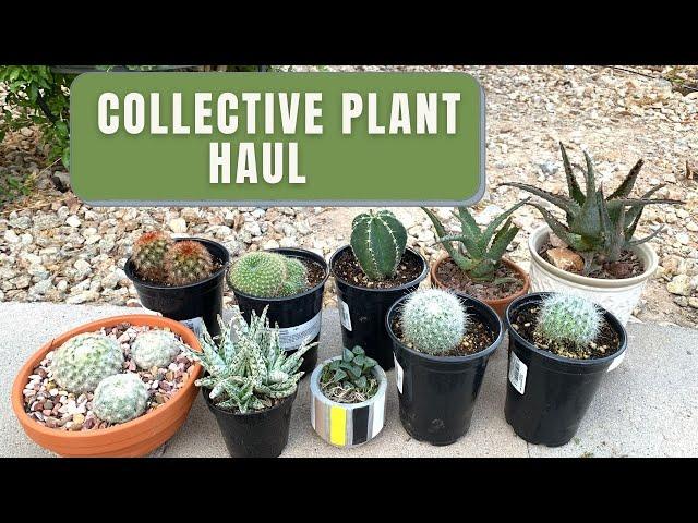Collective Plant Haul | Cactus and Succulents