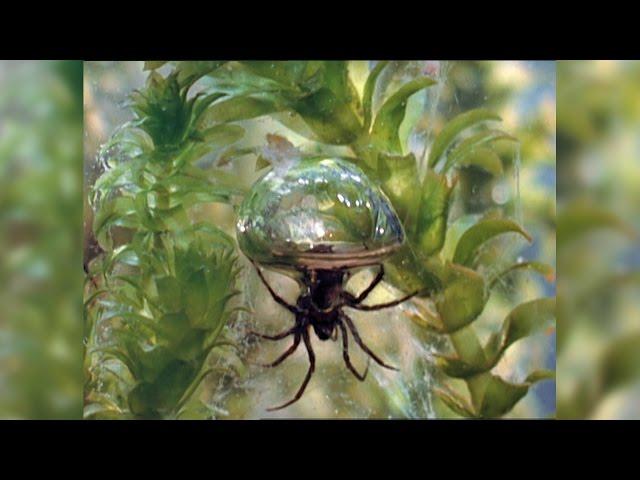 Diving Bell Spider Thumbs Spider Nose at Rules, Lives Underwater