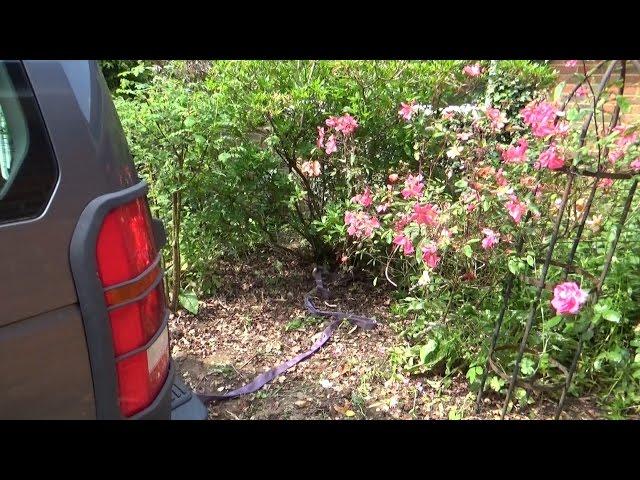 Pulling out shrubs with a Landrover Discovery