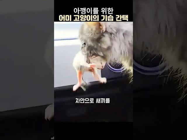아기고양이를 위한 어미고양이의 기습적인 간택#아기고양이#길고양이#고양이 간택