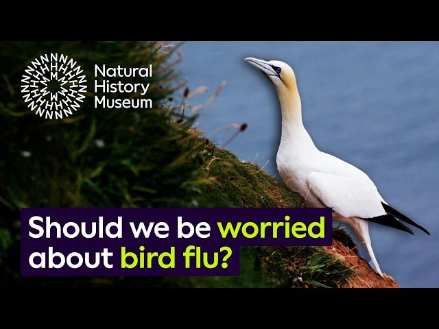 Should we be concerned about bird flu? | The impact on the UK's seabird population