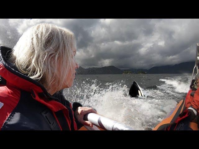 Vancouver Island - Whalewatching 4k