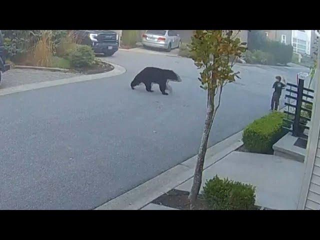 WATCH: Child has an unbearably close encounter with a black bear in B.C.