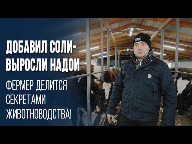 Молочная ферма может быть прибыльной. Как сегодня живут фермеры Молдовы