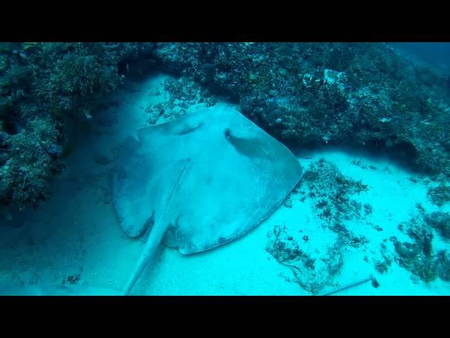 Massive sting rays in Zanzibar HD Maxwel Hohn