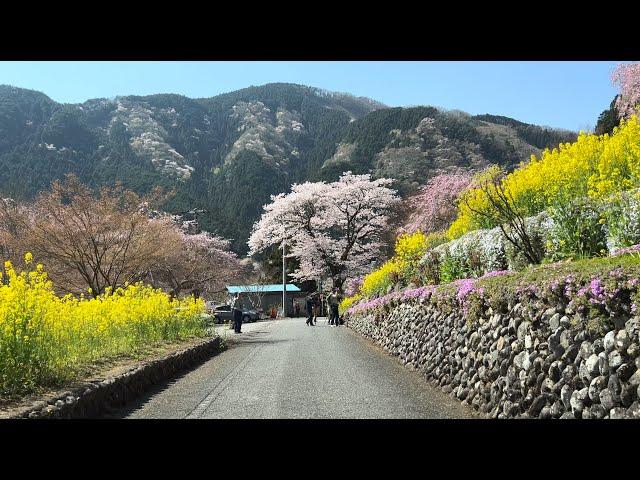 [ Driving Japan ] Introducing the beautiful countryside of Tokyo. Not all of Tokyo is urban.