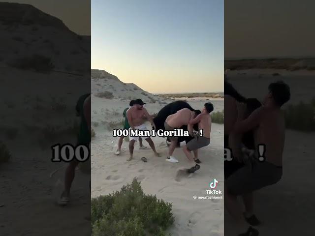 100 man VS 1 gorilla !!! #belgië #nederland #funny