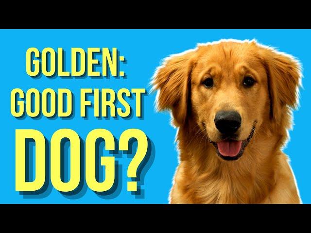 Are Golden Retrievers Good First Dogs? ( Or A Bad Choice )