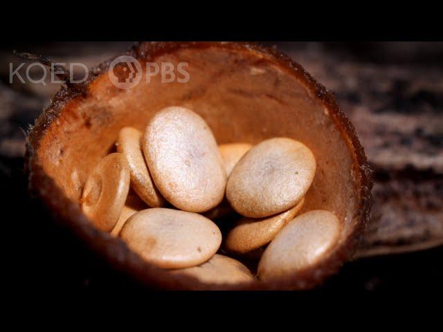 This Mushroom Can Fly | Deep Look