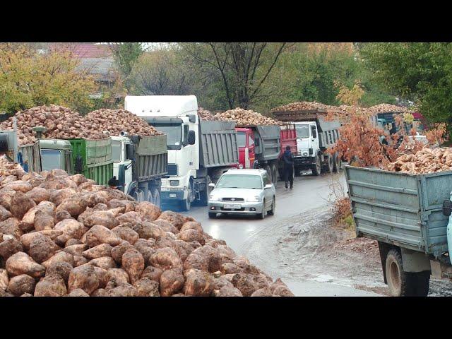 Почему выращивать сахарную свеклу не выгодно? / 11.03.21 / НТС