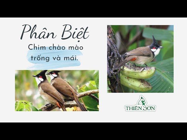 Cách phân biệt chào mào trống cái