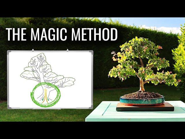 3 Pro Tips to Revive your Bonsai