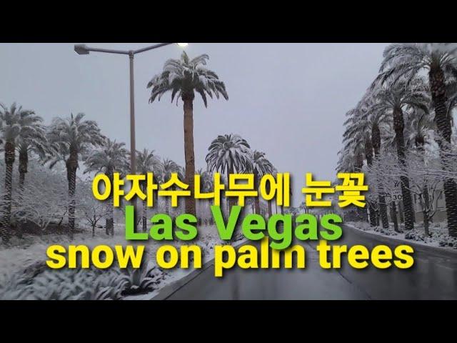 #라스베가스 야자수 나무에 눈꽃 snow on Las Vegas Palm Trees