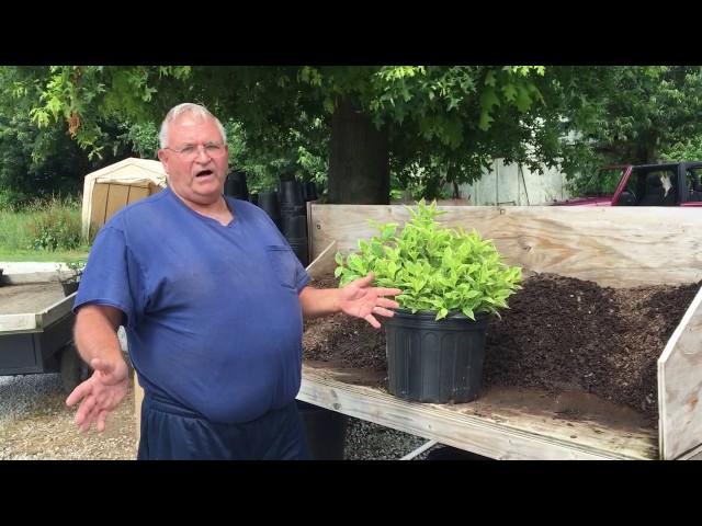 Rooting Cuttings.  Rooting them, pulling them, and Fertilizing them.