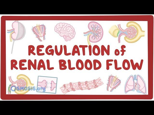 Regulation of Renal Blood Flow