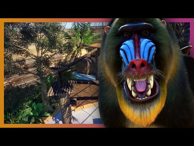  Mandrill Rainforest Enclosure | Planet Zoo Beta