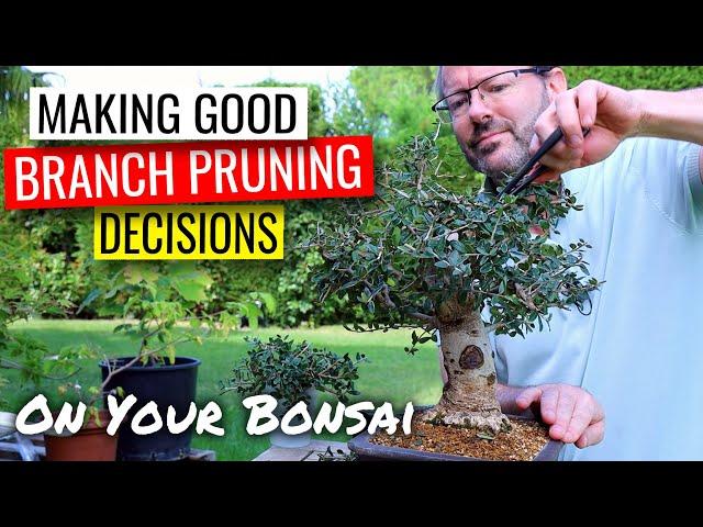 Bonsai pruning decisions  |  olive bonsai part 2