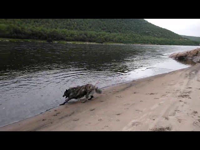 Doggy on a beach by the river