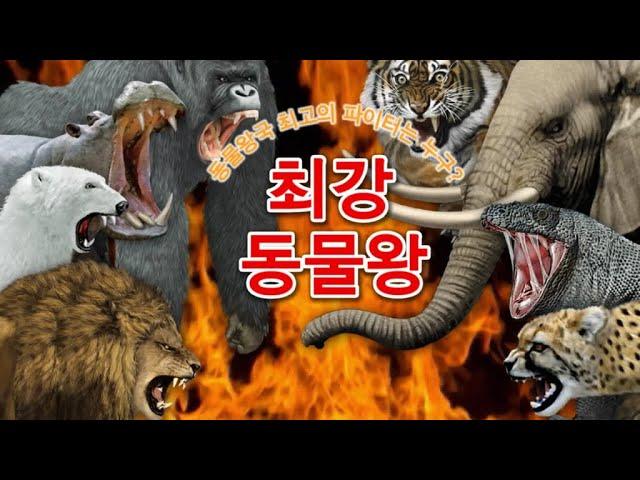  지구 최강 동물 배틀! 승자는 누구?  [최강 동물왕]