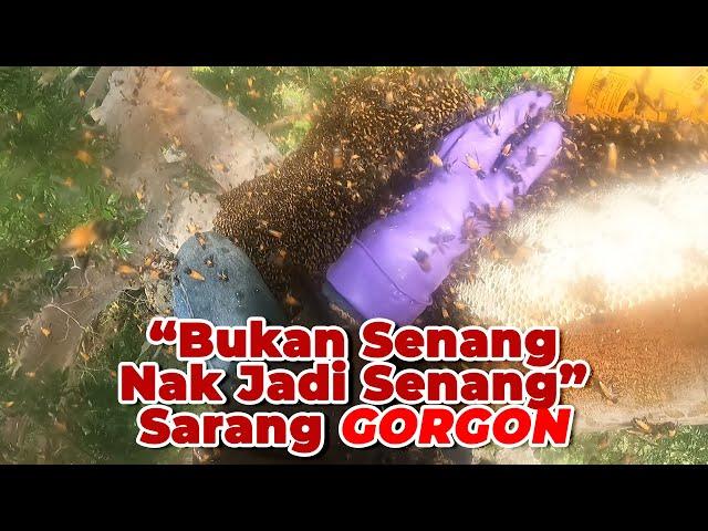 The Bee Hunter Get Mad! | Bukan Senang Nak Jadi Senang, Jumpa Sarang GORGON! #eps 262