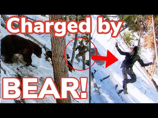 Bear Encounter Gone WRONG!