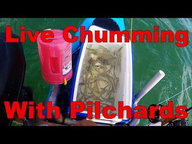 How To Live Chum With Pilchards