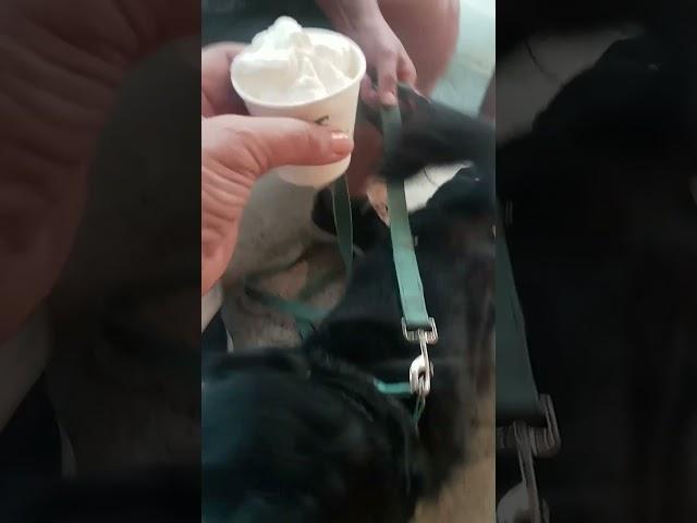 Two Doggy Homies enjoying FREE Pup Cups at Starbucks. #baristalife