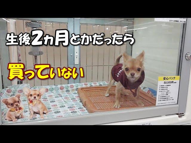 小さなショーケースに３ヵ月間もいた生後６ヵ月の痩せた子犬