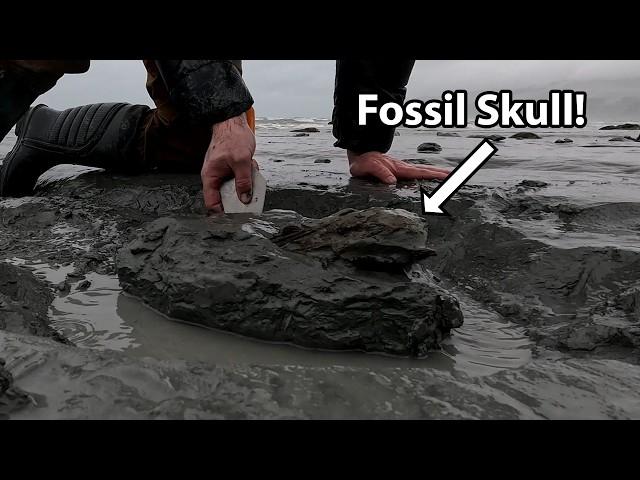 Finding a large fossil skull with teeth