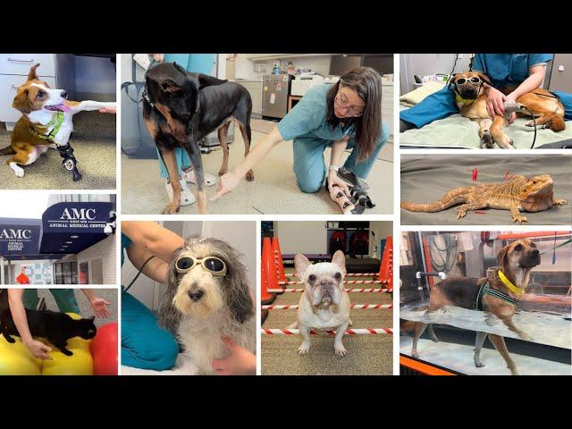 Veterinary Rehabilitation at the Schwarzman Animal Medical Center in NYC