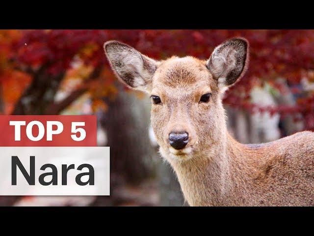 Top 5 Things to do in Nara