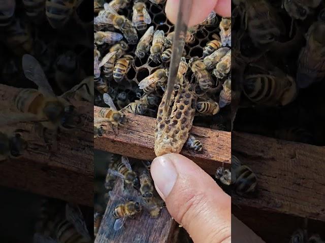 Big ang Good queen cell . #bee #honey #honeybeedance #insect