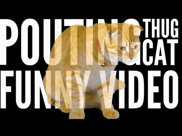 Funny LoFi Thug Cat Video