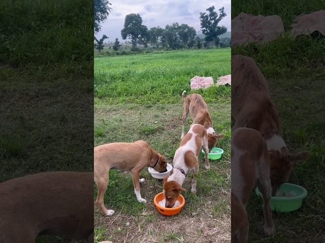 Food, shelter and love- the basics every animals deserve.