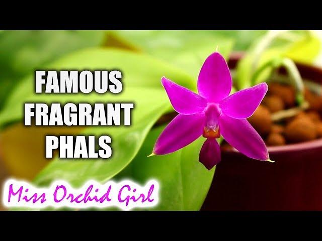 2 of the most famous Phalaenopsis Orchid species - bellina & violacea