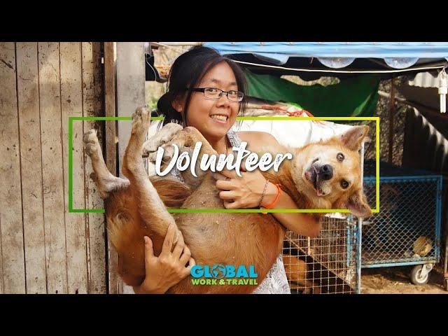 Rescue Paws - Street Dog Rescue & Rehabilitation Volunteering in Thailand