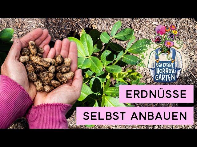 Erdnüsse  Anbau im Frühbeet LOHNT DAS? I der kleine Horrorgarten