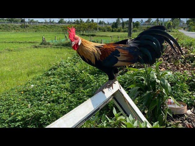 Wild Chicken Farm Alolaco đang phát trực tiếp!