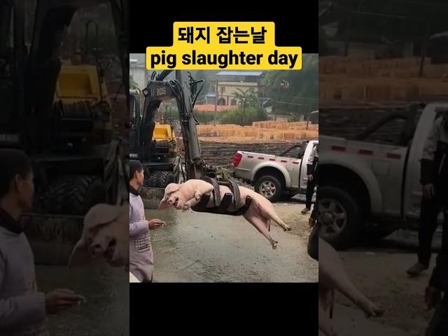 pig slaughter day