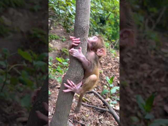 A mad monkey doesn't want to let the child go away from her