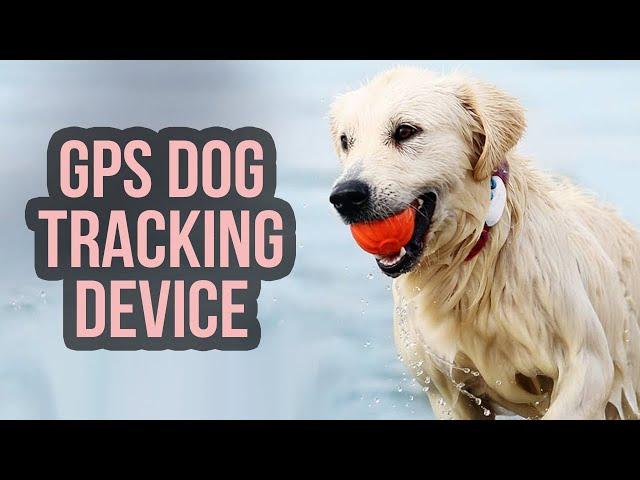 Top 5 Best GPS Dog Tracker | Real Time Pet Trackers