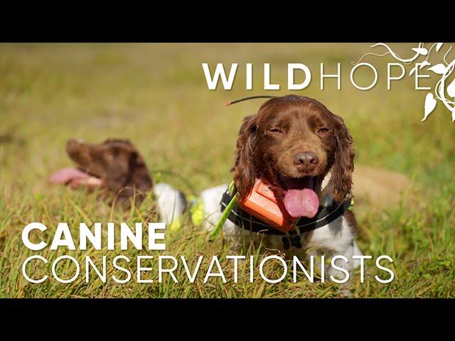 Dogs with jobs are protecting Australia's wildlife | WILD HOPE