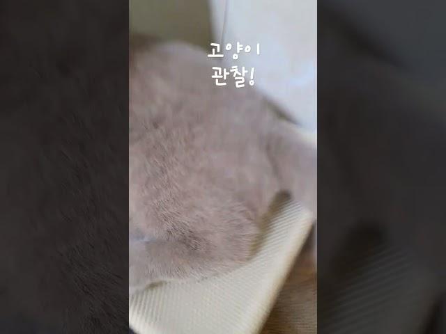 고양이 관찰!