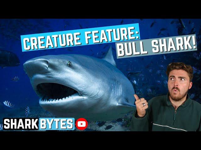 Creature Feature: Bull Shark!