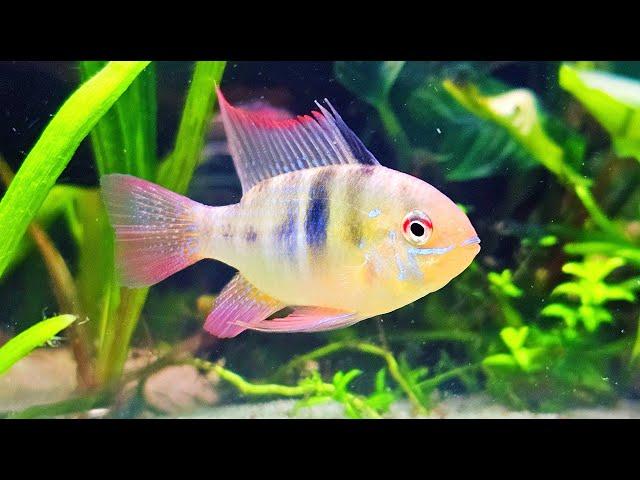 German Blue Ram Aquarium Live Stream ~ Relaxing Community Fish Tank with Water Sounds