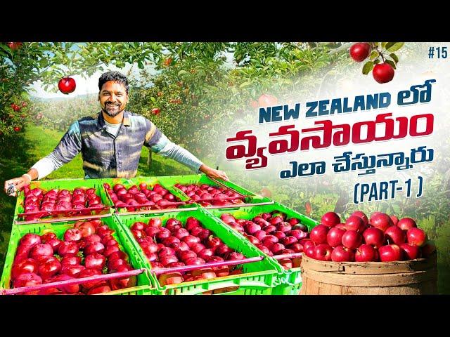 Village Farming In Cromwell Town New Zealand  | Uma Telugu Traveller