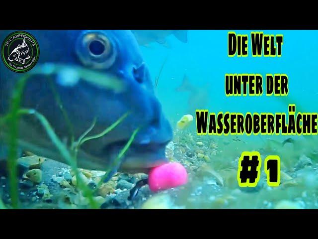 Karpfenangeln - Die Welt unter der Wasseroberfläche Teil 1 // Carp underwater feeding #underwater