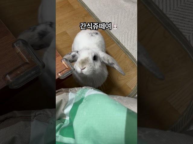 애교를부리면까까가생기는걸아는토끼 #rabbit #mybunny #bunny #토끼 #love #양갱 #까까
